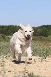 GOLDEN RETRIEVER 224